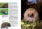 Preview: Entdecke die Igel
